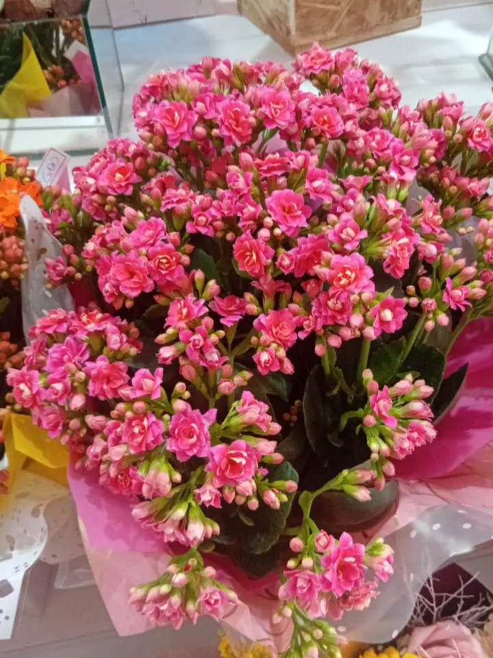 Flores para Casa